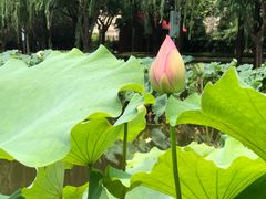 -陈家山荷花公园