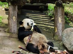-都江堰中华大熊猫苑