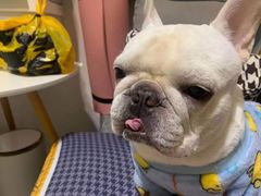 -萌宠之家·腊肠犬·马尔泰·小体犬舍