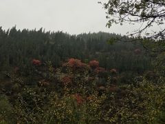 -黄花溪