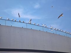 -日照世帆赛基地