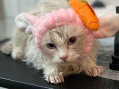-猫大福·Fortune Cat猫舍(百子湾店)