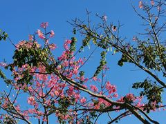 -风云岭森林公园