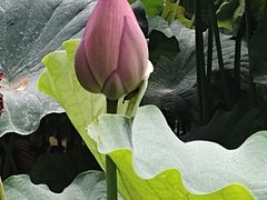 -陈家山荷花公园