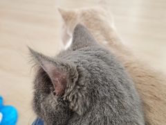 -1013 PET SHOP 宠物商店(近铁城市广场店)