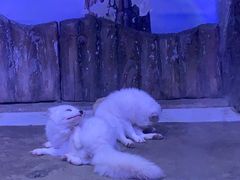 -芜湖新华联大白鲸海洋公园