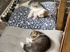 -老屋咖啡