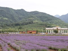 -曲江薰衣草庄园