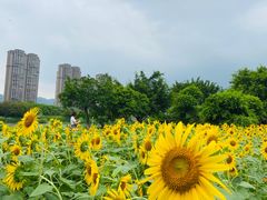 -龙江公园
