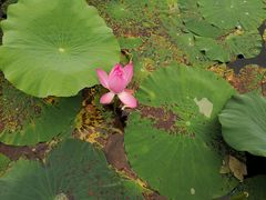 -洪湖生态旅游区