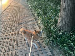 -宠颐生斯嘉宠物医院·急重症·心内科(谷阳北路分院)