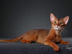 -超宠爱宠物摄影-Super pet