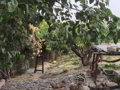 -樂桃源奉贤黄桃种植采摘基地