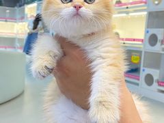 -lincat·猫舍(广州店)