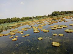 -荷塘月色湿地公园·向阳花洲