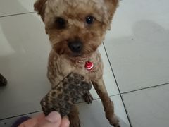 -北京恒爱动物医院(清景园分院)