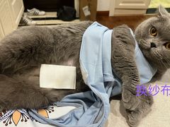 -伟伟宠物医院·瑞派猫友好医院·猫科(光谷店)