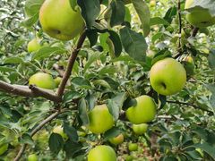 -东方巨龟苑景区