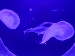 -大连圣亚海洋世界
