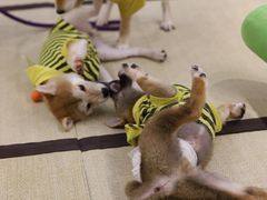 -逗柴咖啡屋·狗咖猫咖宠物桌游