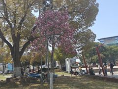 -七宝老街-闵行市民文化广场