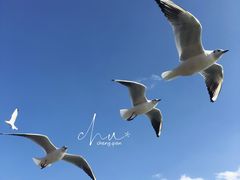 -海埂大坝