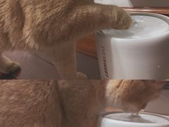 -东方名猫馆·英短金渐层布偶猫舍(环线广场1号楼店)