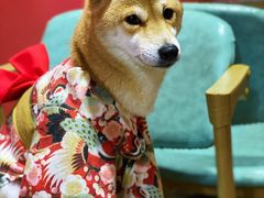 -猫色咖啡·猫咖