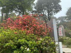 -梧桐山风景名胜区