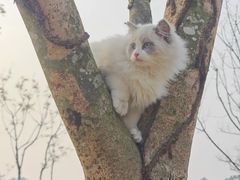 -谐和益家动物医院·免疫绝育·血液透析·宠保定点医院(高新伊藤分院)