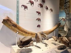 -国家自然博物馆