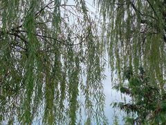-白鹭湾湿地公园