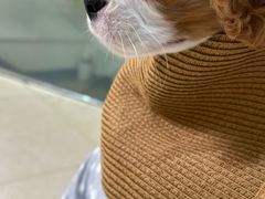 -瑞派申生动物医院·24H夜诊·国际动物医疗中心·骨外科(吴中路店)