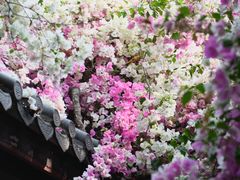 -深圳国际园林花卉博览园
