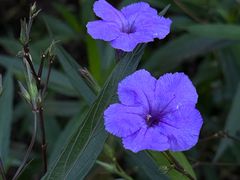 -白塘生态植物园