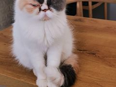 -平行世界·猫咖(首经贸店)