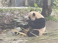 -都江堰中华大熊猫苑