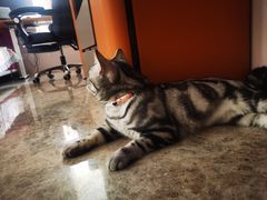 -1013 PET SHOP 宠物商店(近铁城市广场店)
