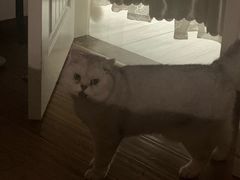 -喵zoo家庭繁育猫舍(尖东智能花园店)