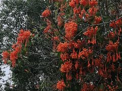 -云溪植物园