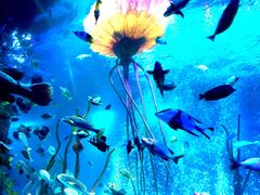 -沈阳海洋探索中心