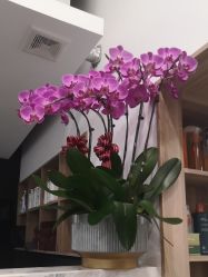 -Garden花園造型