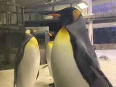 -悉尼海洋生物水族馆