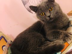 -三花喵·撸猫购宠·宠物生活馆(虹桥南丰城店)