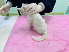 -北京观赏动物医院·24小时大型综合·猫专科·异宠专科