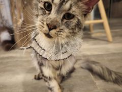 -楼上猫咖(罗湖店)