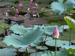 -荔湾湖公园