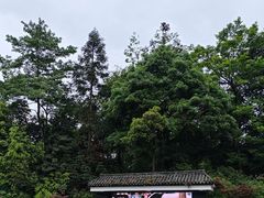 -中国大熊猫保护研究中心雅安碧峰峡基地