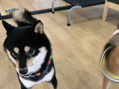 -南京Hallo宠物乐园·哈罗犬舍·柴犬繁育基地