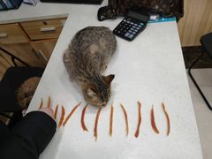-瑞鹏宠物医院·猫科·宠保定点(梅溪湖分院)